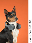 Basenji dog in huge grey headphones on colored orange background. Стоковое фото, фотограф Светлана Акифьева / Фотобанк Лори