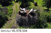 Stork mother feeds chicks in the nest. Drone view. Стоковое фото, фотограф Mikhail Davidovich / Фотобанк Лори