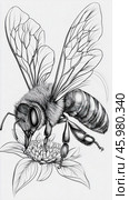 Honey bee flying and pollinating flower in detailed black and white illustration. Стоковое AI-изображение, AI-художник Юрий Поздников / Фотобанк Лори