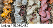 Red millipedes crawling on decaying leaves and soil. Стоковое AI-изображение, AI-художник Юрий Поздников / Фотобанк Лори