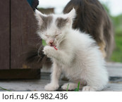 Котенок вылизывает свою лапку. Стоковое фото, фотограф YuryKara / Фотобанк Лори