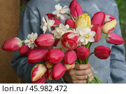 Весенний букет. Стоковое фото, фотограф YuryKara / Фотобанк Лори