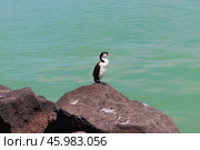 Баклан сидит на скале на берегу моря. Стоковое фото, фотограф NataMint / Фотобанк Лори
