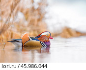 Утка мандаринка. Стоковое фото, фотограф Михаил Ездаков / Фотобанк Лори