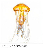 Pacific sea nettle jellyfish floating with white background. Стоковое AI-изображение, AI-художник Иван Рябоконь / Фотобанк Лори