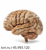 Human brain showing cerebrum, cerebellum, and brain stem. Стоковое AI-изображение, AI-художник Иван Рябоконь / Фотобанк Лори