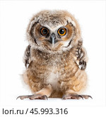 Long eared owl chick sitting and staring on white background. Стоковое AI-изображение, AI-художник Иван Рябоконь / Фотобанк Лори