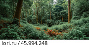 Lush green forest with tall trees and dense undergrowth, featuring winding path and scattered yellow flowers, creating serene natural landscape. Стоковое AI-изображение, AI-художник Павел Муравьев / Фотобанк Лори