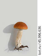 Leccinum scabrum or Boletus scaber on white background. Vertical crop. Close up. Стоковое фото, фотограф Elena Grishina / Фотобанк Лори