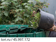 A woman works in the backyard and collects grass after working the lawn mower in a compost bin. The concept of housework, gardening and country life. Стоковое фото, фотограф Photojuli / Фотобанк Лори
