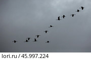 Flock of cranes in the cloudy sky. Стоковое фото, фотограф Яков Филимонов / Фотобанк Лори