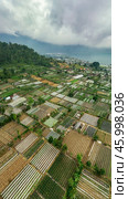 Vegetable plantations in the Bedugul area of Bali, Indonesia. Near Beratan Lake. Стоковое фото, фотограф Степанов Григорий / Фотобанк Лори