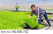 Woman gardener placing seedling tray in hothouse. Стоковое фото, фотограф Яков Филимонов / Фотобанк Лори