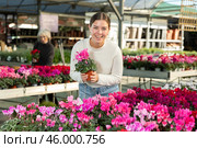 Woman chooses a cyclamen plant. Стоковое фото, фотограф Яков Филимонов / Фотобанк Лори