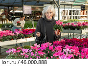 Elderly woman choosing flower pots. Стоковое фото, фотограф Яков Филимонов / Фотобанк Лори