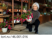 Mature woman choosing a large schlumbergera. Стоковое фото, фотограф Яков Филимонов / Фотобанк Лори