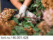 Autumn gardening. The gardener uses pruning shears. Pruning hydrangea bushes with pruning shears after flowering. Cottage and garden flower care. Стоковое фото, фотограф Photojuli / Фотобанк Лори