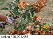 Autumn gardening. The gardener uses pruning shears. Pruning hydrangea bushes with pruning shears after flowering. Cottage and garden flower care. Стоковое фото, фотограф Photojuli / Фотобанк Лори
