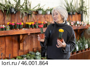 Mature woman choosing cacti. Стоковое фото, фотограф Яков Филимонов / Фотобанк Лори