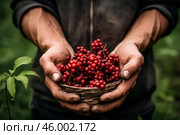 Farmer holding basket of freshly picked schisandra berries. Стоковое AI-изображение, AI-художник Иван Рябоконь / Фотобанк Лори