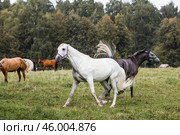 Beautiful natural landscape. Beautiful horses in the pasture. The horses are in the paddock. Livestock. Стоковое фото, фотограф Photojuli / Фотобанк Лори