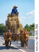 Vietnamese farmer drives hay on bullocks (2016 год). Редакционное фото, фотограф Александр Подшивалов / Фотобанк Лори