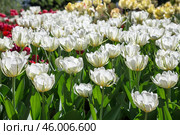 Белые тюльпаны в весеннем парке.  Spring, white tulips in dew drops on a flowerbed in a city park. Стоковое фото, фотограф Лариса Гордеева / Фотобанк Лори
