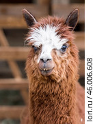 A picturesque scene, a brown llama in a pen. The concept of animal husbandry and rural life. Portrait of a smiling lama in the fresh air. Close-up. A pet on a private eco-farm. Agricultural industry. Стоковое фото, фотограф Photojuli / Фотобанк Лори