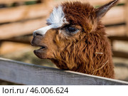 A picturesque scene, a brown llama in a pen. The concept of animal husbandry and rural life. Portrait of a smiling lama in the fresh air. Close-up. A pet on a private eco-farm. Agricultural industry. Стоковое фото, фотограф Photojuli / Фотобанк Лори
