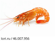 Cooked shrimp lying on white background. Стоковое AI-изображение, AI-художник Иван Рябоконь / Фотобанк Лори
