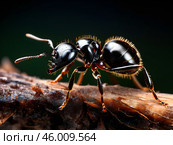 Macro photography insect ant close up. Стоковое AI-изображение, AI-художник Наталья Симакова / Фотобанк Лори