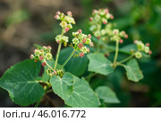 Jatropha gossypiifolia bellyache bush flowering in nature with green leaves. Стоковое AI-изображение, AI-художник Иван Рябоконь / Фотобанк Лори