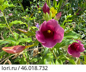 Beautiful Purple Allamanda (lat.- Allamanda blanchetii) Стоковое фото, фотограф Irina Opachevsky / Фотобанк Лори