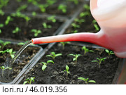 Рассаду поливают водой из лейки. / Seedlings are watered with water from a watering can. Стоковое фото, фотограф Наталья Баранова / Фотобанк Лори