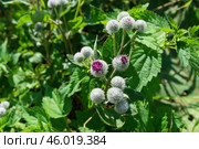 Лопух паутинистый или Репейник паутинистый, Arctium tomentosum Mill, двулетнее травянистое растение, вид рода Лопух семейства Астровые. Тульская область, Россия. Стоковое фото, фотограф Андрей Цыганков / Фотобанк Лори