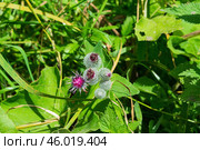 Лопух паутинистый или Репейник паутинистый, Arctium tomentosum Mill, двулетнее травянистое растение, вид рода Лопух семейства Астровые. Тульская область, Россия. Стоковое фото, фотограф Андрей Цыганков / Фотобанк Лори