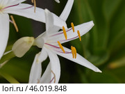 Crinum asiaticum or Кринум азиатский. Стоковое фото, фотограф Светлана Кузнецова / Фотобанк Лори