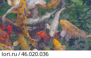 Большие красивые разноцветные карпы плавают в пруду. Big beautiful colorful carp swimming in the pond. Стоковое видео, видеограф Татьяна Д / Фотобанк Лори
