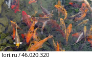 Большие красивые разноцветные карпы плавают в пруду. Big beautiful colorful carp swimming in the pond. Стоковое видео, видеограф Татьяна Д / Фотобанк Лори