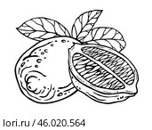Лимон. Черно-белая композиция из целого фрукта и его половины с листьями. Рисунок от руки. Скетч цитрусовых в стиле гравюры. Контурное изображение для кухонного текстиля или посуды. Lemon. Black and white composition of whole fruit and its half with leaves. Free hand drawing. Sketch of citrus in engraving style. Outline image for kitchen textiles or tableware. Стоковая иллюстрация, иллюстратор Александра Савельева / Фотобанк Лори