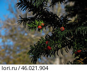 Ветка тиса  ягодного  с ягодами. Стоковое фото, фотограф Snezka / Фотобанк Лори