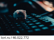 Мышь исследует клавиатуру в полумраке с любопытным взглядом и глазами, полными интереса. Стоковое AI-изображение, AI-художник Сергей Никифоров-Гордеев / Фотобанк Лори