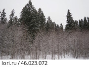 Spruce Picea is a coniferous evergreen tree of the Pine family Pinaceae. Evergreen trees. Common spruce, or Norway spruce Picea abies is widespread in northern Europe. Snowy winter coniferous forest. Стоковое фото, фотограф Юлия Петровская / Фотобанк Лори