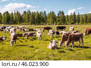 Коровы на лугу,  на выпасе, в сельской местности Якутии (село Томтор, Оймяконского района / улуса ) . Вечером, с пастбищных лугов, коровы самостоятельно вернутся  домой. Стоковое фото, фотограф Павел Просянов / Фотобанк Лори
