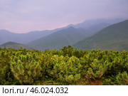 Сосна стланиковая или Кедро́вый стла́ник ( кустарник ). ( Pinus pumila (Pall.) Regel, 1859 ) Восточная Сибирь, Республика САХА, Оймяконский район. Стоковое фото, фотограф Павел Просянов / Фотобанк Лори