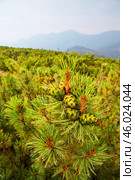 Сосна стланиковая или Кедро́вый стла́ник ( кустарник ) ( Pinus pumila (Pall.) Regel, 1859 ) Восточная Сибирь, Республика САХА, Оймяконский район. Стоковое фото, фотограф Павел Просянов / Фотобанк Лори