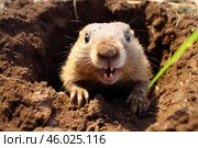Curious prairie dog peeks out of its burrow in the ground. Стоковое AI-изображение, AI-художник Иван Рябоконь / Фотобанк Лори