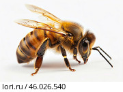 Honey bee standing on white background showing its hairy body. Стоковое AI-изображение, AI-художник Иван Рябоконь / Фотобанк Лори