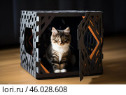 Kitten relaxing inside modern cat house with open door. Стоковое AI-изображение, AI-художник Иван Рябоконь / Фотобанк Лори
