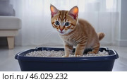 Adorable grey tabby kitten sitting inside a litter box. Pet care. Domestic striped Cat cat have to pee at litterbox in living room. Pets Hygiene. Feline to go to the toilet. Accustoming to the toilet. Стоковое AI-видео, аниматор Марина Демидюк / Фотобанк Лори